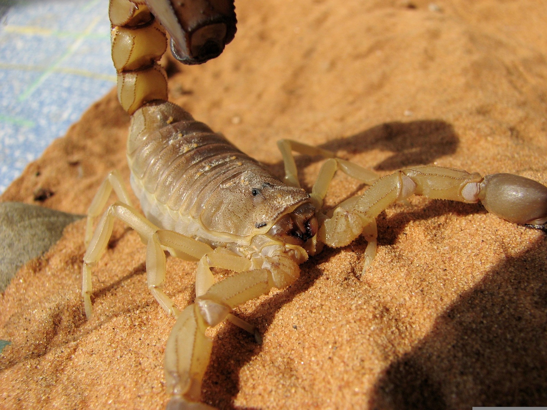 10 Facts About Scorpions Every Arizonan Should Know